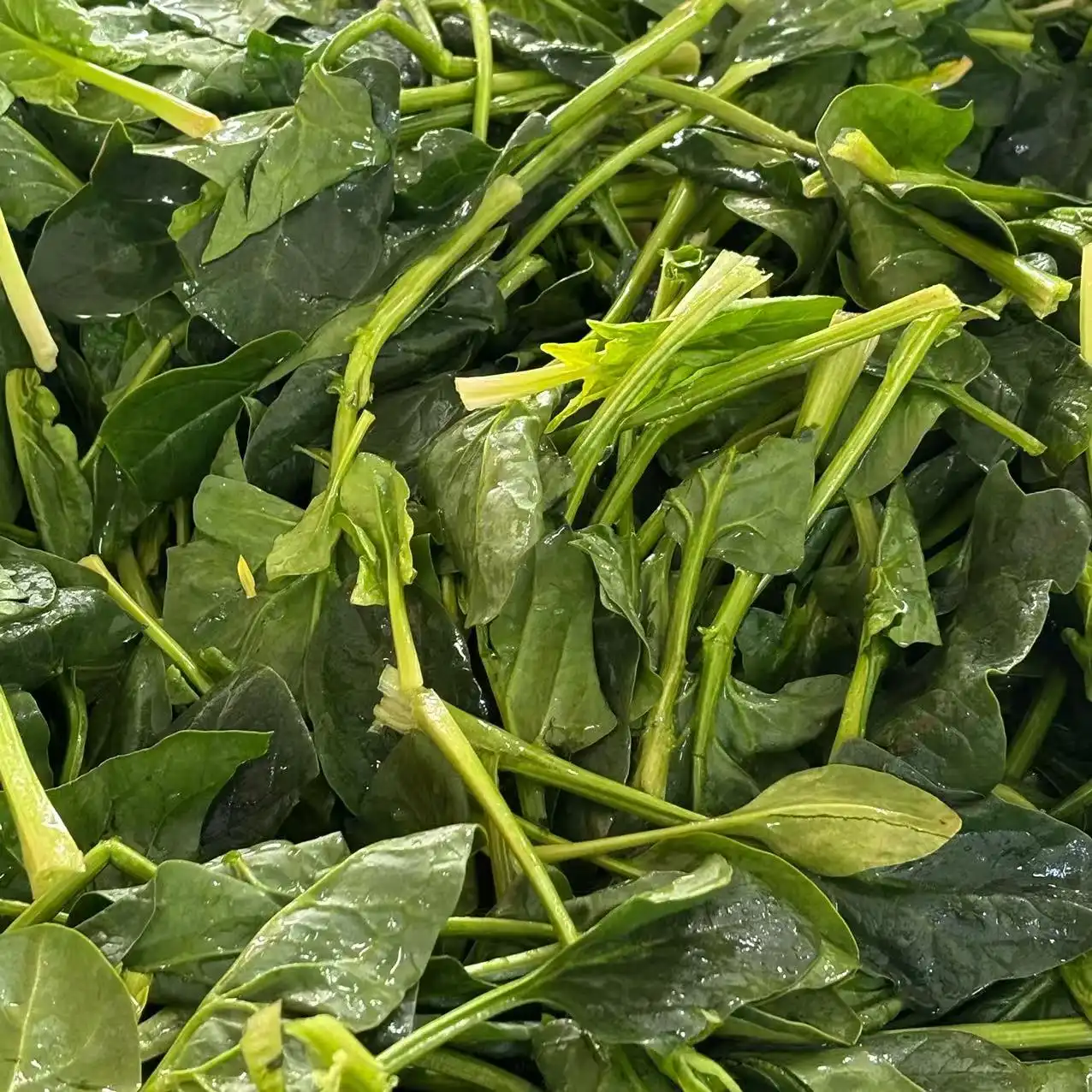 spinach spinach