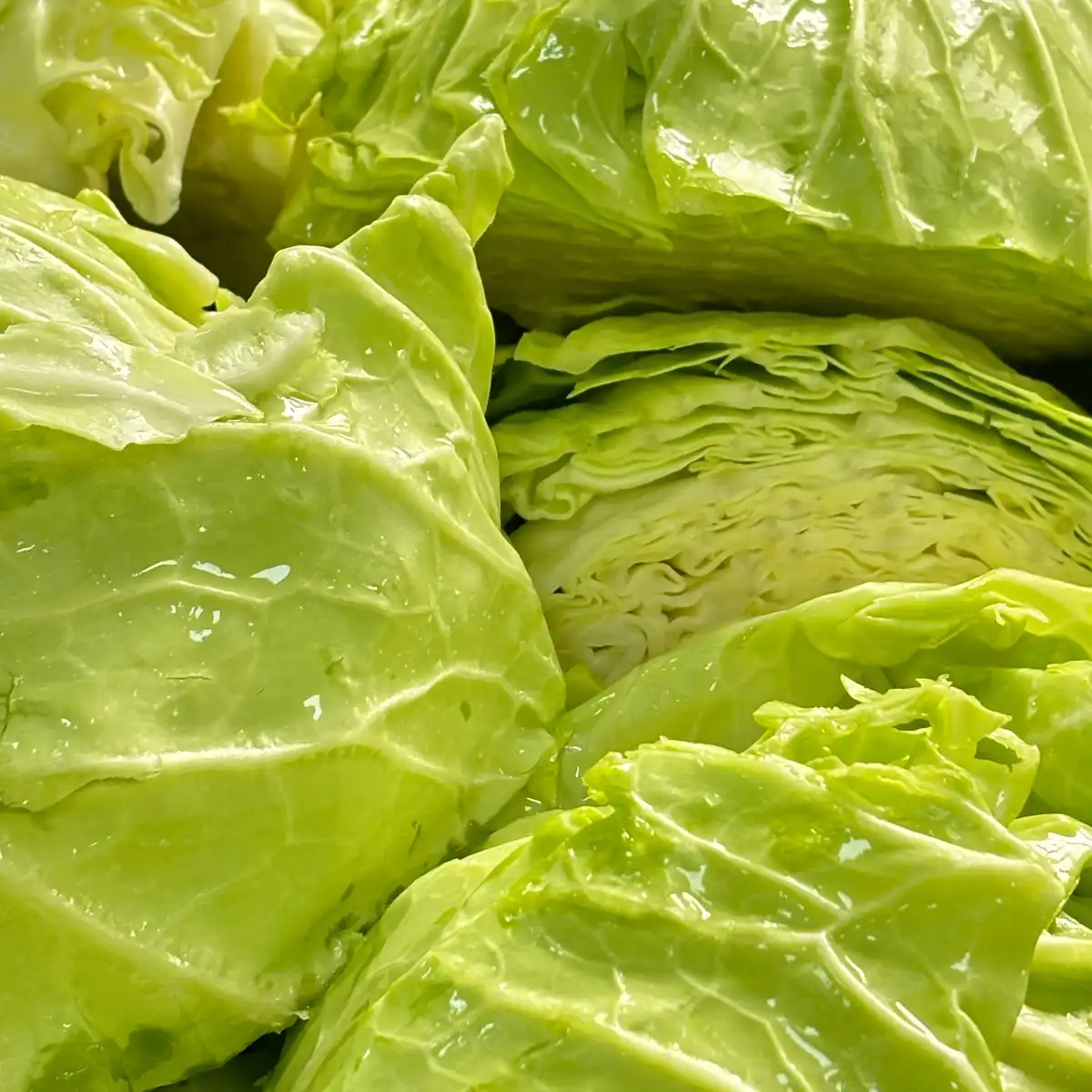 Cabbage