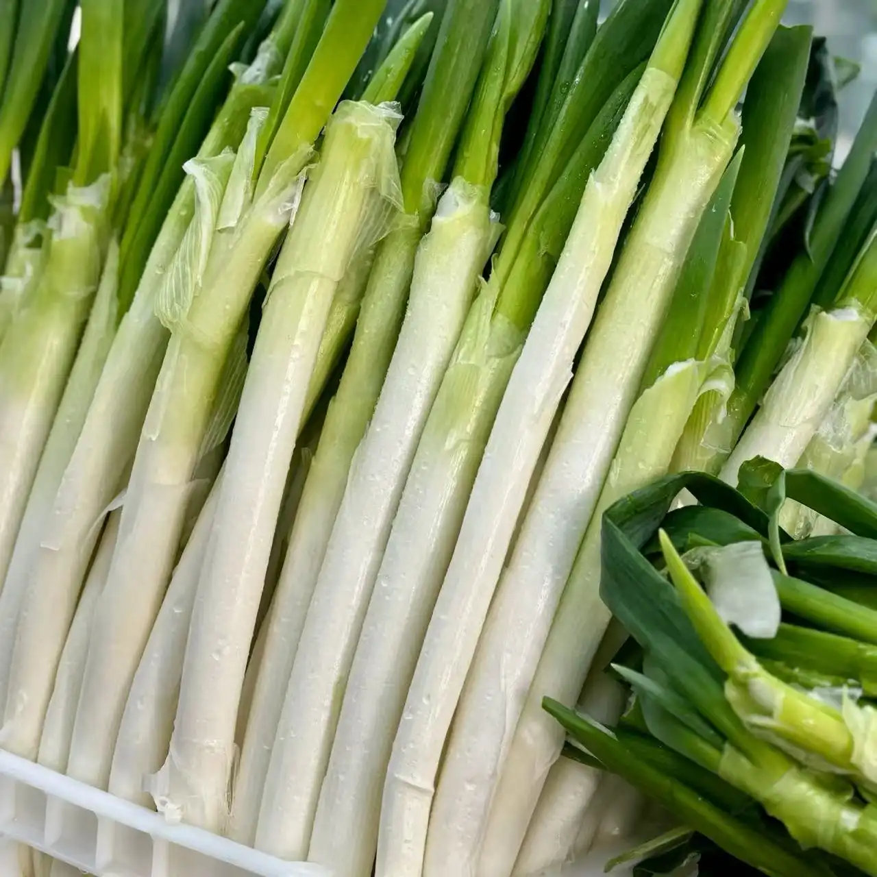 Scallion Scallion