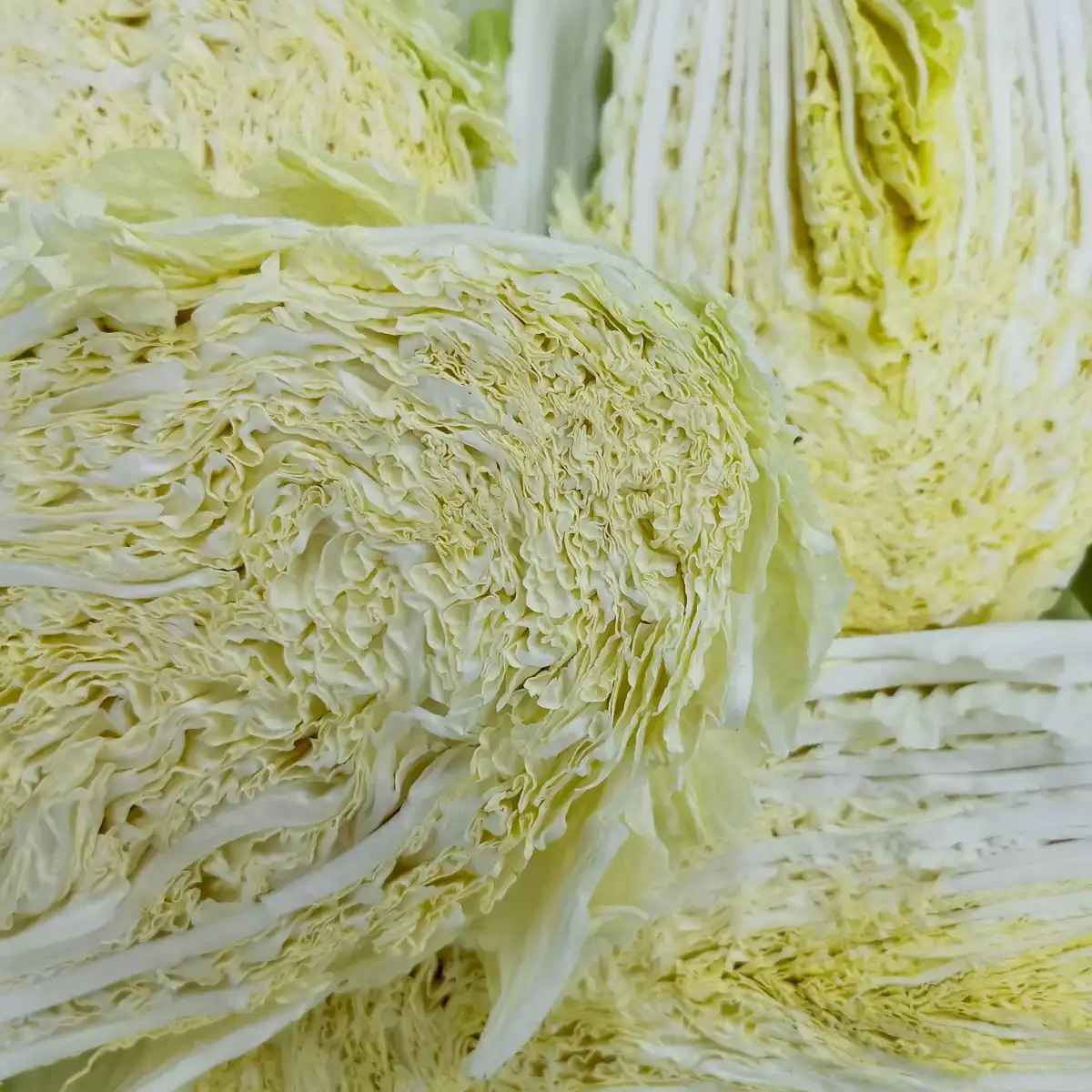 Chinese cabbage Chinese cabbage