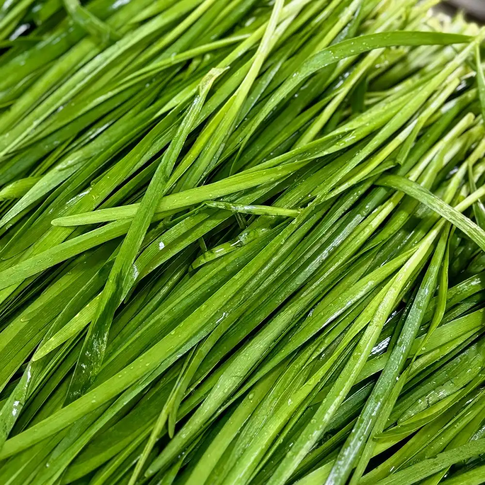 Chinese chives Chinese chives