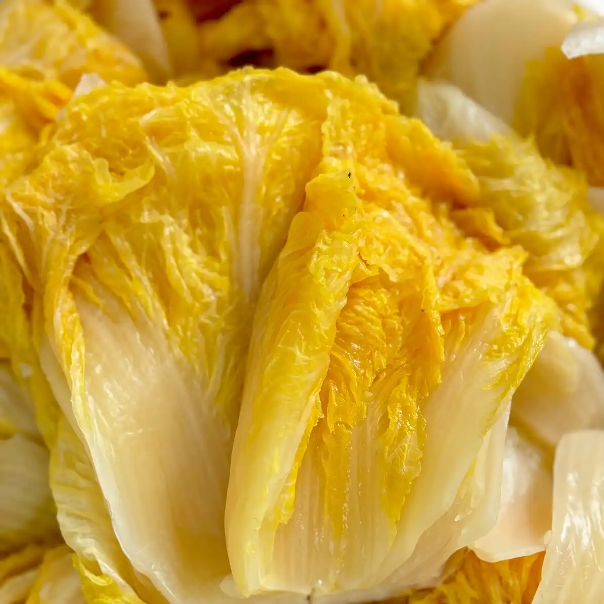 Pickled Chinese Cabbage Pickled Chinese Cabbage
