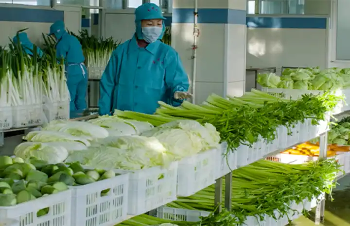 fresh vegetables