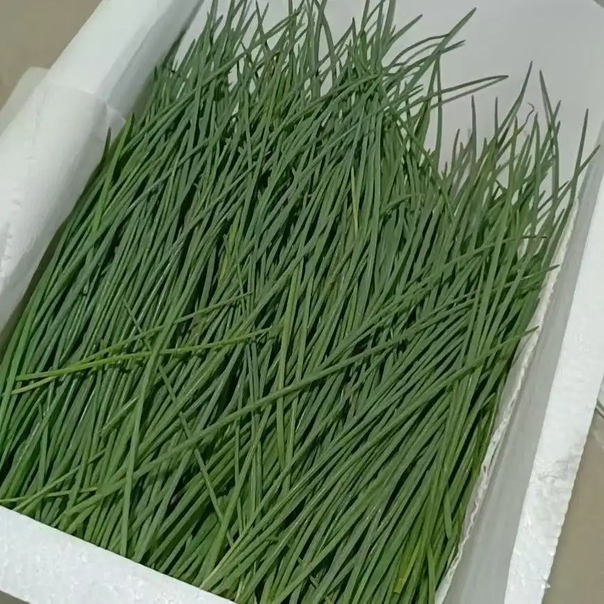  Allium Mongolicum Regel